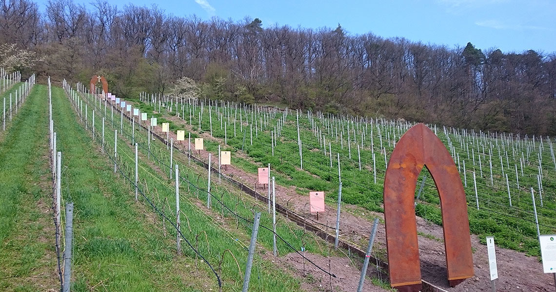 Station 4.1 - Der Weinberg
