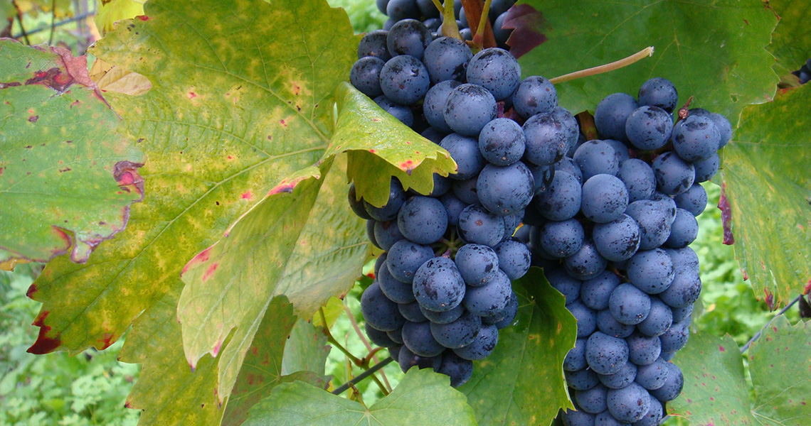 Station 4.7 - Frucht