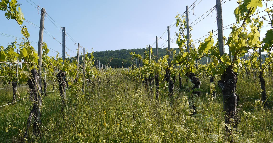 Weinberg